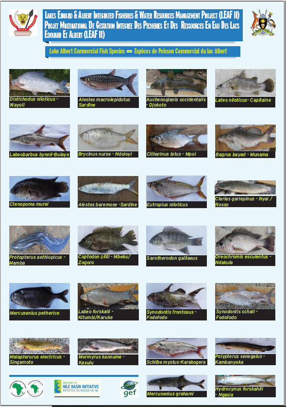 Fish Species Lake Albert Poster